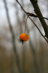 single fruit on a branch in late fall