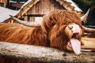 Scotland Cow Bull in National Park or Zoo. Cute Funny Horned Scottish Cattle  Highland Cow with Tongue out on Farm in Snow Winter. - obrazy, fototapety, plakaty