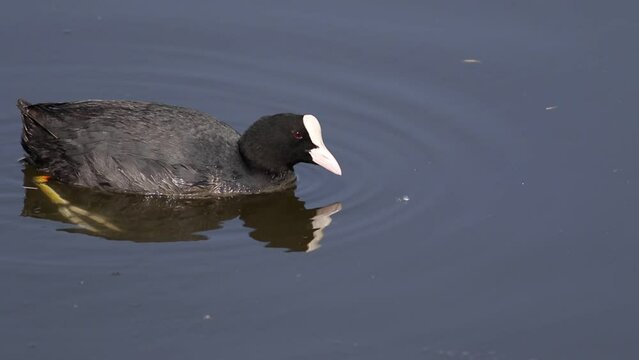 Eurasian coot, Fulica atra. A bird floats leisurely down the river