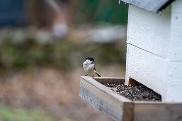 Small tit bird eating seeds at bird feeder