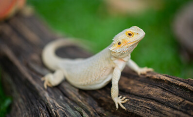 bearded dragon on ground with blur background