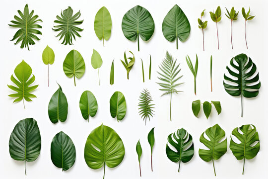 Group of tropical leaves on white background