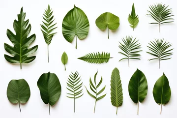 Fototapete Tropische Blätter Group of tropical leaves on white background