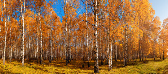 Autumn colorful landscape of birch forest. Seasonal weather. Golden leaf fall. Large panoramic image. Can be used as photo wallpaper, banner.