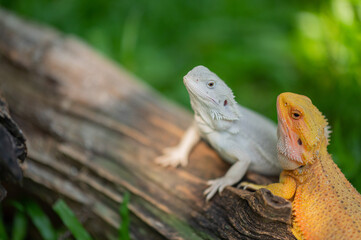 bearded dragon on ground with blur background