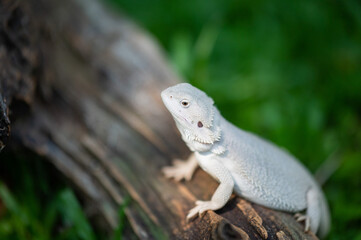 bearded dragon on ground with blur background