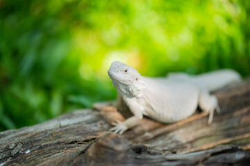 bearded dragon on ground with blur background