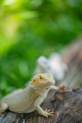 bearded dragon on ground with blur background