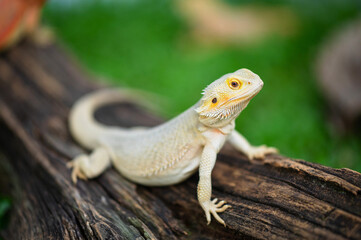 bearded dragon on ground with blur background