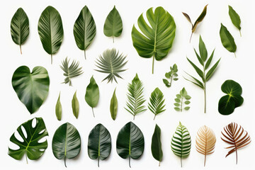Group of tropical leaves on white background - obrazy, fototapety, plakaty