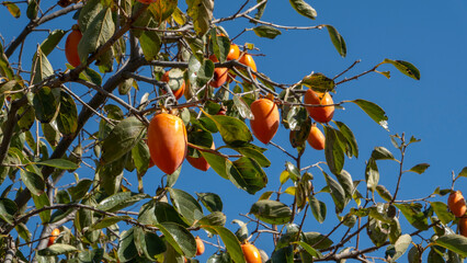 persimmon growing into a tree