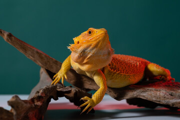 bearded dragon on ground with color background