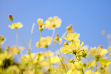 Obraz premium [愛知県]138タワーパークのコスモス