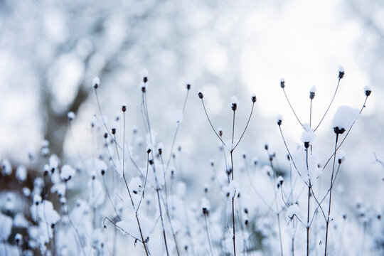 Close up of flower buds under snow