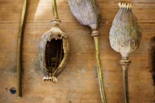 Poppy seed pods on wooden table
