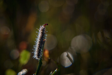 CATERPILLAR - Wild life in dew drops