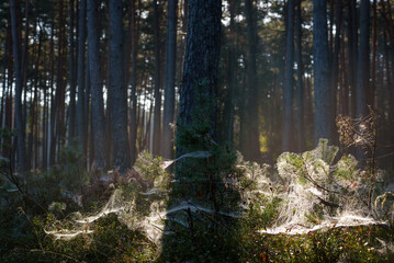 AUTUMN FOREST - Trees covered with cobwebs in the morning sun
