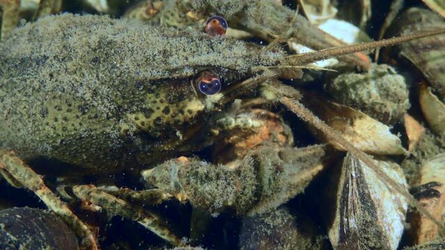 Hydroid-covered Broad Clawed Crayfish (Astacus astacus) sits on the bottom covered with shells, close-up.