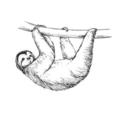 Vector hand-drawn illustration of a sloth in the style of engraving. A sketch of a wild Brazilian animal isolated on a white background. Fauna of South America.