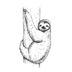Vector hand-drawn illustration of a sloth in the style of engraving. A sketch of a wild Brazilian animal isolated on a white background. Fauna of South America.