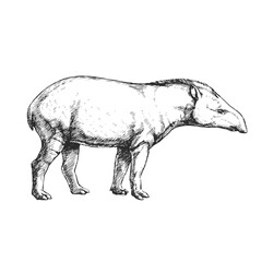 Vector hand-drawn illustration of a tapir in the style of engraving. A sketch of a wild Brazilian animal isolated on a white background. Fauna of South America.