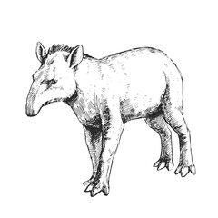 Vector hand-drawn illustration of a tapir in the style of engraving. A sketch of a wild Brazilian animal isolated on a white background. Fauna of South America.
