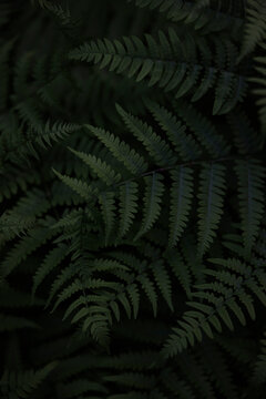High angle of ferns in shadow