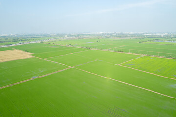 Obraz premium aerial view from flying drone of Field rice with landscape green pattern nature background, top view field rice