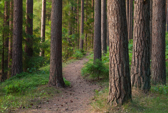 Tree trunks and trail in forest