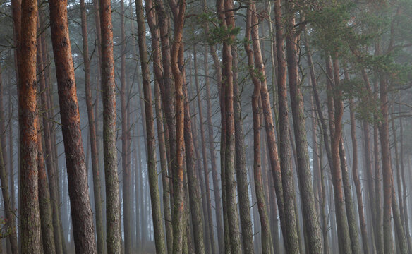 Scots pine trees in forest under fog