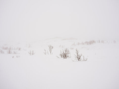 Tree saplings in winter snow