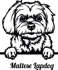 Maltese Lapdog - Color Peeking Dogs - breed face head isolated on white