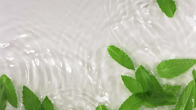 Top view of the mint leaf falling white background