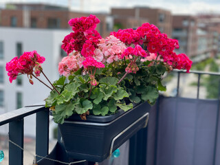 Blooming pink Geranium flowers in decorative flower pot  hanging on a balcony fence close up