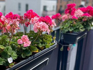 Blooming pink Geranium flowers in decorative flower pot  hanging on a balcony fence close up