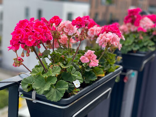 Blooming pink Geranium flowers in decorative flower pot  hanging on a balcony fence close up