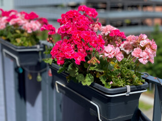 Fototapeta na wymiar Blooming pink Geranium flowers in decorative flower pot hanging on a balcony fence close up