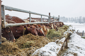 Cows Grazing Hay During Winter