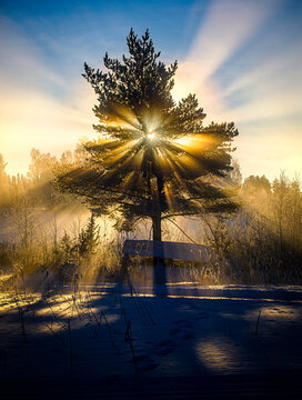 Tree and sunshine at sunset