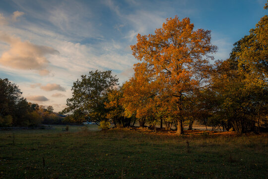 Autumn trees in shadow under clouds at sunset