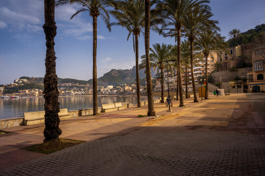 Palm trees in Port de Soller,Mallorca,Spain