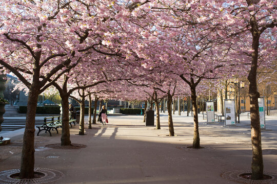 Fototapeta Cherry blossom trees in Kungstradgarden, Stockholm, Sweden