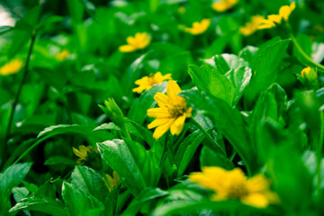 Close up Melampodium divaricatum, Golden Crownbeard, Cowpen Daisy, golden crown beard in the nature