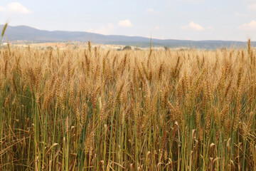 Agricultural landscape. Fertile wheat fields.