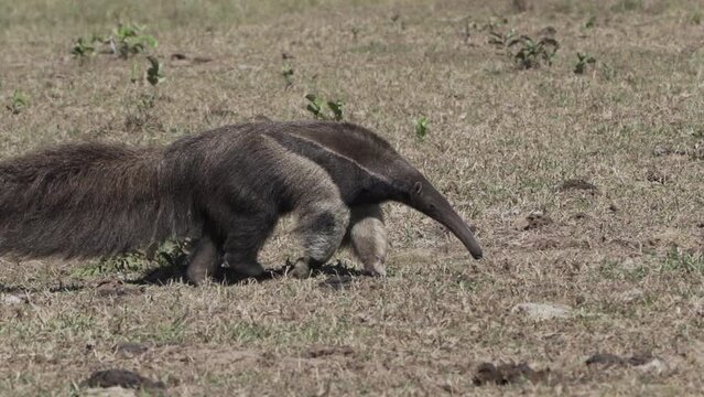giant anteater walking over a meadow of a farm in the southern Pantanal. Myrmecophaga tridactyla, also ant bear, is an insectivorous mammal native to Central and South America.