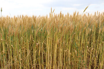 Agricultural landscape. Fertile wheat fields.