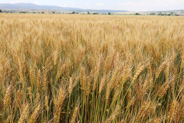 Agricultural landscape. Fertile wheat fields.