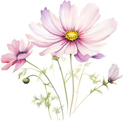 Pink Purple Watercolor Cosmos Flower, Isolated on Transparent Background