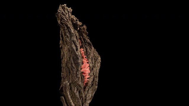 4K Time Lapse of pink Oyster mushrooms growing on old bark of tree - close-up. Mushroom grow on black background. Healthy ECO food.