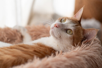 窓辺でくつろぐ猫　茶トラ白